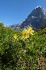 <em>Pulsatilla alpina ssp. apiifolia</em>
